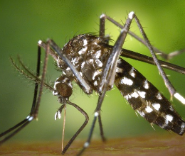 İstanbul'da Davetsiz Misafir Asya Kaplan Sivrisineği