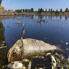2022 Birleşmiş Milletler Okyanus Konferansı ve Oder Nehrindeki 100 Ton Ölü Balık 