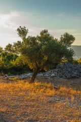 Zeytin Yasasının Ötesinde: Toprağın Sorumlu Emaneti