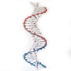 CRISPR Gen Düzenleme Tedavisi: Kolesterol ve Trigliseritleri Tek Dozla Düşürmek Mümkün Mü?
