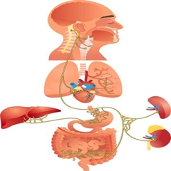Mikrobiyota Vücut İçindeki Sanal Organ