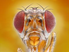 Drosophila melanogaster ve Yapay Zekâ